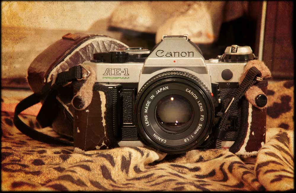 Galerie photographique - Les Femmes Panthères