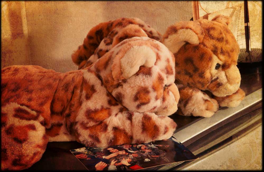 Protection animale - Les femmes Panthères